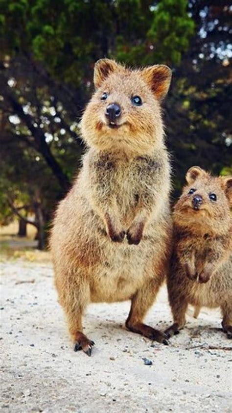 Quokka animal aesthetic pets animal quokkas cute animal drawing cute ...