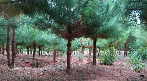 compenseren en echte banen creeren tree planters