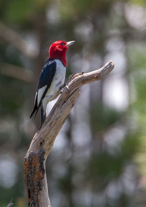 Red-headed Woodpecker Recovery - Minnesota River Valley - Audubon Chapter