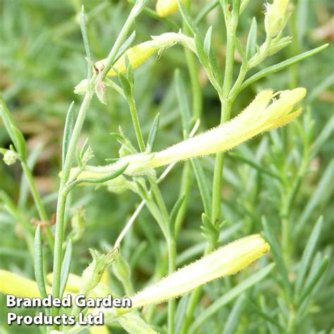 Penstemon Pinifolius Mersea Yellow Van Meuwen