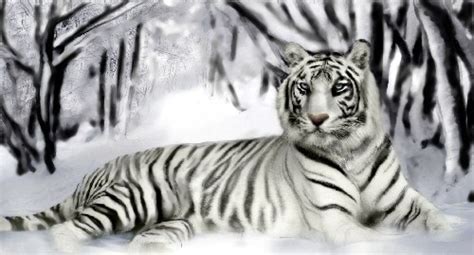 10 Interesting White Tiger Facts | My Interesting Facts