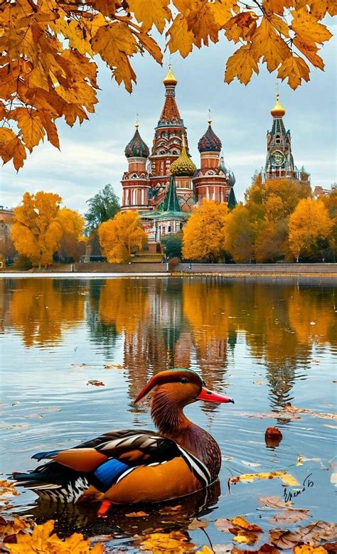 Мандариновая утка плывёт по озеру.