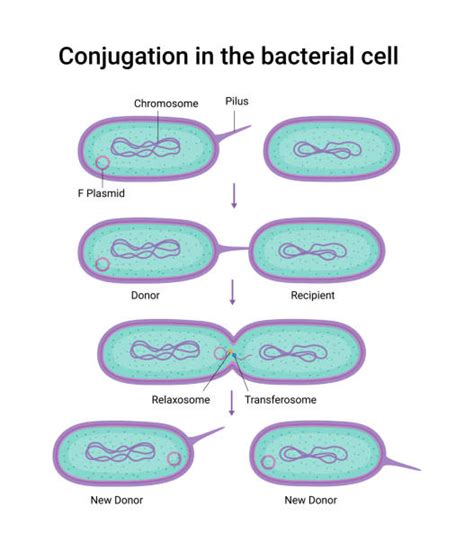 Bacterial Conjugation Animation