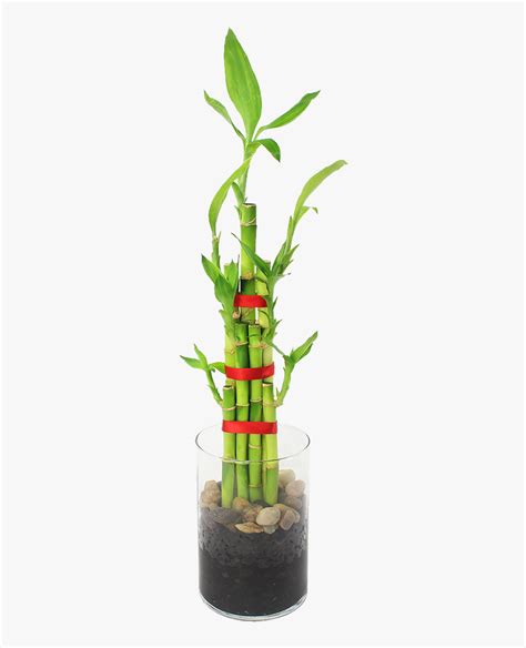 Feng Shui Bamboo Indoor Plant Data Rimg Lazy - Houseplant, HD Png ...