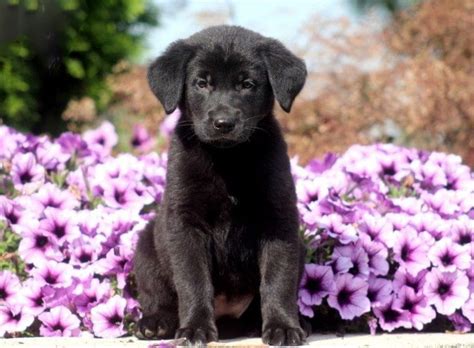 Golden Shepherd Puppies For Sale | Puppy Adoption | Pet Need Home Puppies