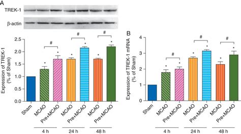 Activation Of K P Channeltrek Mediates The Neuroprotection Induced By