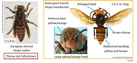 Japanese Hornet Vs European Hornet