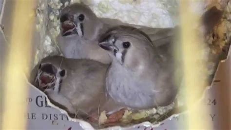 Baby Zebra Finches First 30 Days Youtube