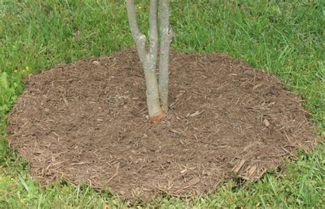 8 Common Mulching Mistakes Mulching Mulch Garden Tools