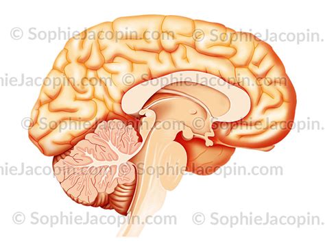 COUPE SAGITTALE MÉDIANE DU CERVEAU Illustration Medicale Didactique