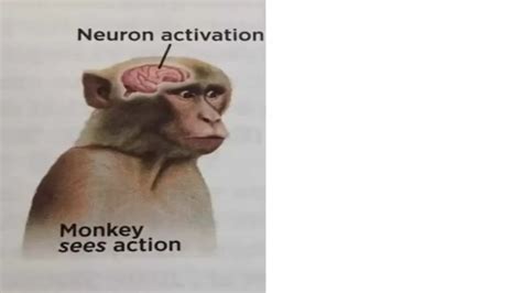 Monkey Neuron Activation Meme Template, Monkey, monke, brain, smart, genius, big brain.