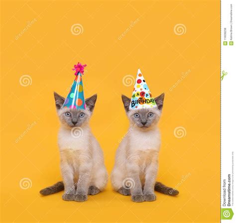 Cut Siamese Party Cats Wearing Birthday Hats Stock Photo Image Of