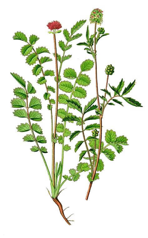Pimpinelle