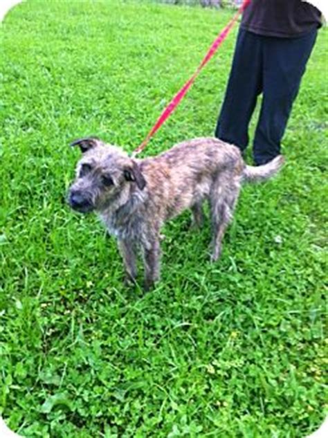 Dezi | Adopted Dog | baton rouge, LA | Irish Wolfhound/Golden Retriever Mix