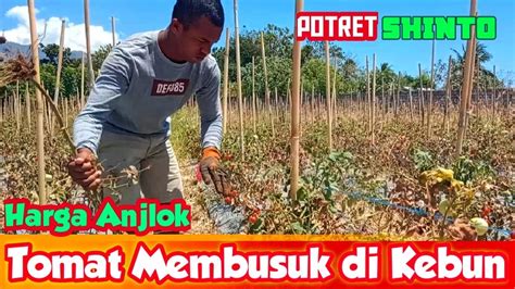 Harga Anjlok Tomat Membusuk Di Kebun Petani Sikka Ntt Youtube