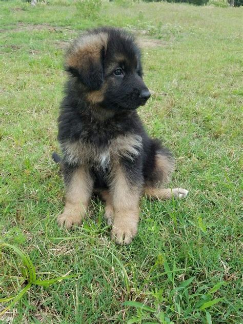 German Shepherd Puppy Pictures At 7 Weeks Picturemeta