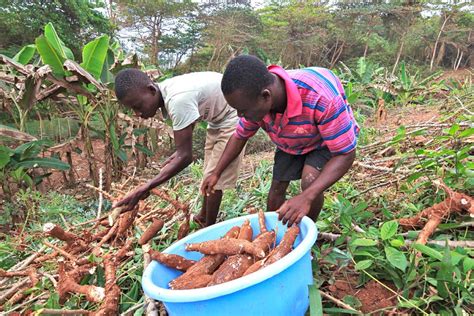 Cassava Harvest Trinity Yard School