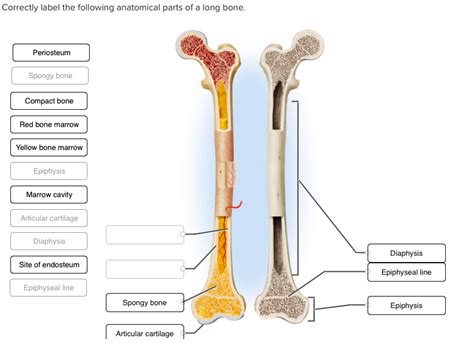 Lesson 4 1 Anatomical Structure Of Long Bone