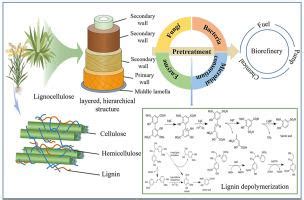 Materials Today Bio X Mol