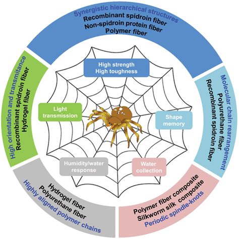 Properties Of Spider Silk And The Inspired Artificial Fibers The