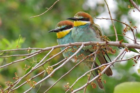 European Bee-eaters (2) – BirdLife eThekwini KZN