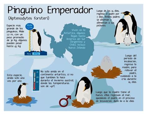 Avisa Venezuela On Twitter Tipos De Pinguinos Caracteristicas De Los