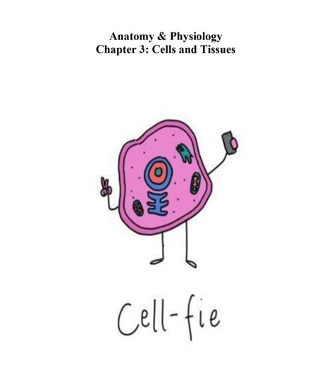 Anatomy And Physiology Ch 3 Diagram Quizlet