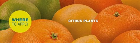 Baby Bio Citrus Plant Food Citrus Tree Fertilizer For