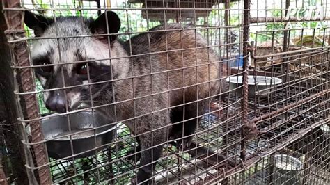 Good News! Civet Coffee Dropped After PETA Push