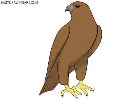 How To Draw A Falcon Easy Drawing Art