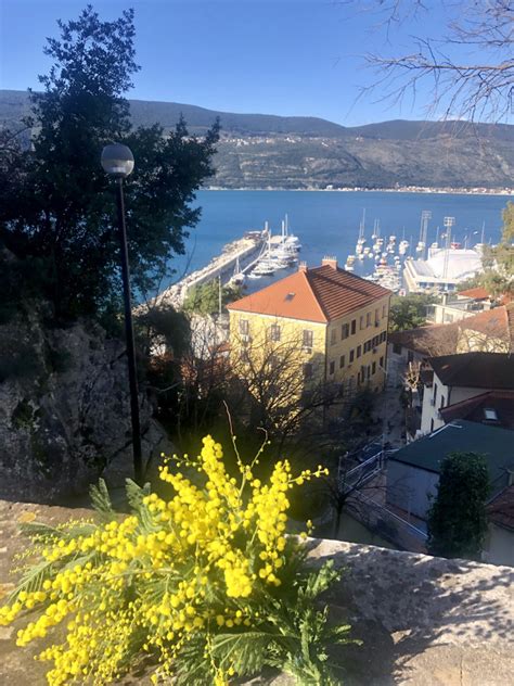 Praznik Mimoze Foto Herceg Televizija Trebinje