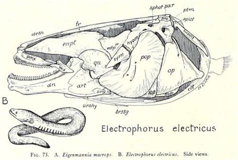 Scientific Illustration | Scientific illustration, Animal drawings, Illustration