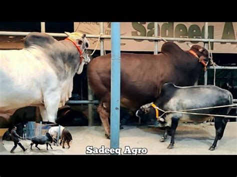 Brahman X Sahiwal Bull Sadeeq Agro Sadeeq Agro New