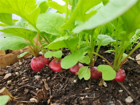 Radish Plant Growth Stages