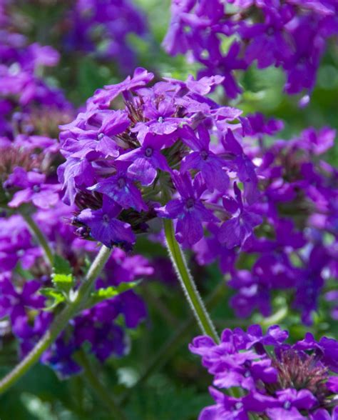 How To Grow Verbena Hardy Hayloft