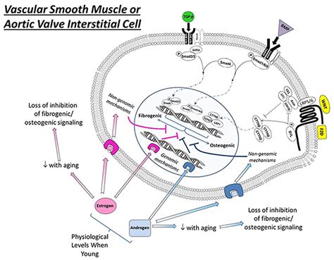 Frontiers Influences Of Sex And Estrogen In Arterial And Valvular