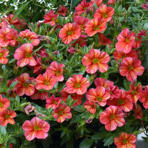 Calibrachoa Superbells Tropical Sunrise Mini Pétunia Million Bells