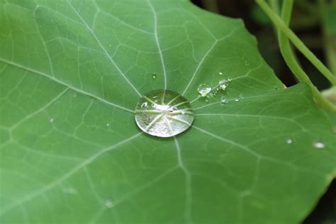 Fotos Gratis Naturaleza Soltar Roc O Lluvia Hoja Flor Gota De