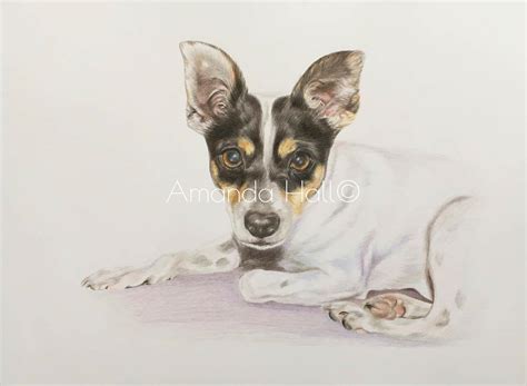 Portrait Commissions Amanda Hall Art Rat Terriers Dog Portraits