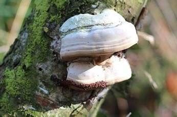 ESPACES VERTS Le Champignon Mycelium Du Phellin Bois Le Roi