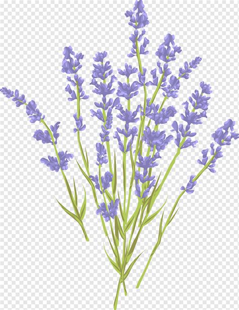 Lavender Euclidean Illustration Lavender Bouquet Purple Blue Violet