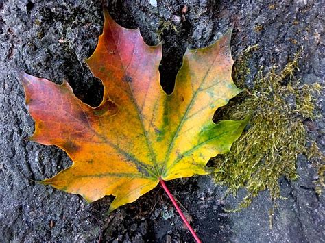 Tombe Feuille Feuilles D Automne Photo Gratuite Sur Pixabay Pixabay