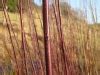 Living Willow Wales Basketry And Ornamental Willow