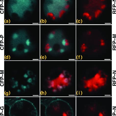 A Normalized FRAP Data Following Photobleaching Of GFP In The Nuclear