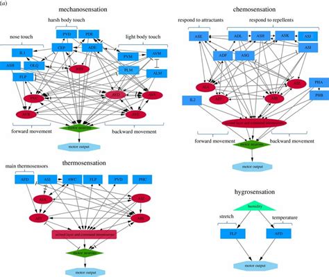 Neural Circuits Of C Elegans Sensory Processing Sensory Neurons Are