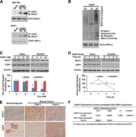 Regulation Of Rad17 Turnover Is Connected To Cdh1 Apc Pathway In Breast Download Scientific