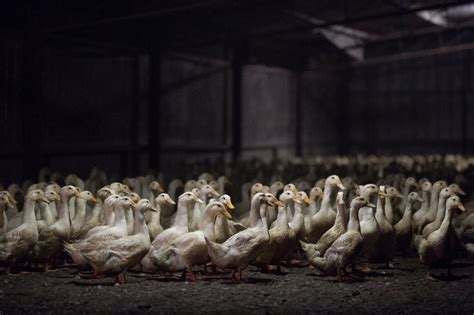 Duck Farming Exposed — Animal Liberation | Compassion without compromise