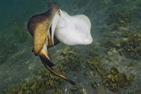 Haller S Round Stingray ~ Urobatis Halleri