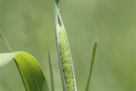 Resurrection Fern Grass Is Immortal