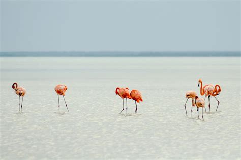 Can Flamingos Fly? Discover The Magic In Flamingo Beach Florida